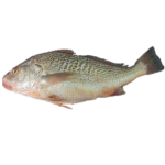 Croaker fish