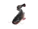 Catfish