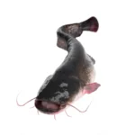 Catfish