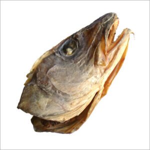 Stockfish Head