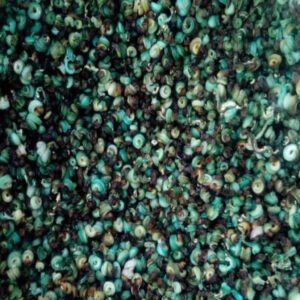 Dried Periwinkles