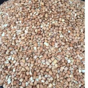 Ukwa Nut