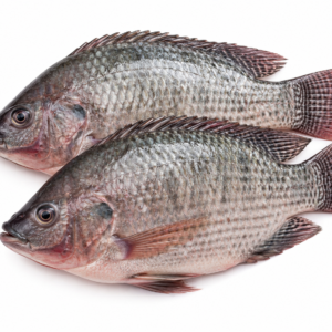 Tilapia Fish